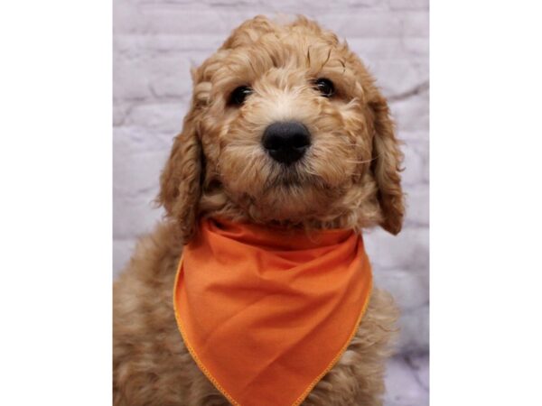 F1B Goldendoodle-DOG-Male-Red-17314-Petland Wichita, Kansas