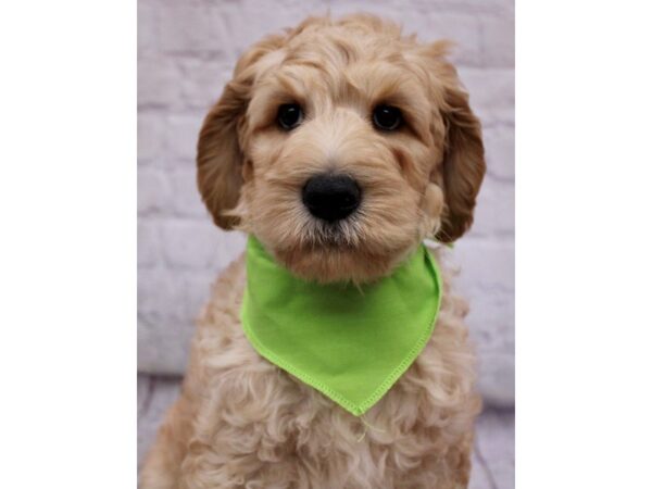 F1B Goldendoodle DOG Female Gold 17315 Petland Wichita, Kansas