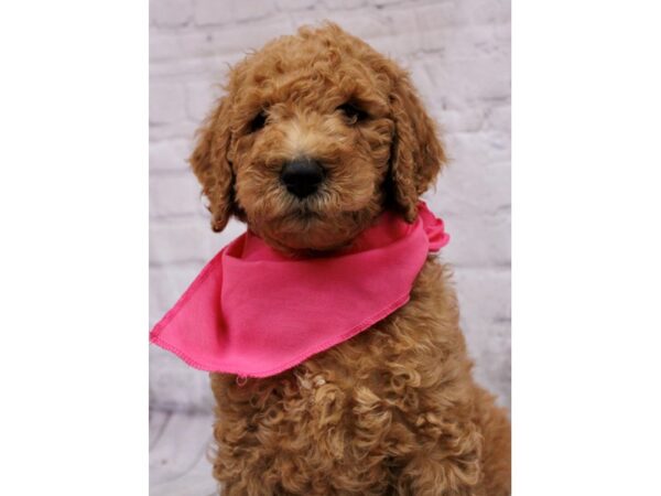 F1B Goldendoodle DOG Female Dark Red 17316 Petland Wichita, Kansas