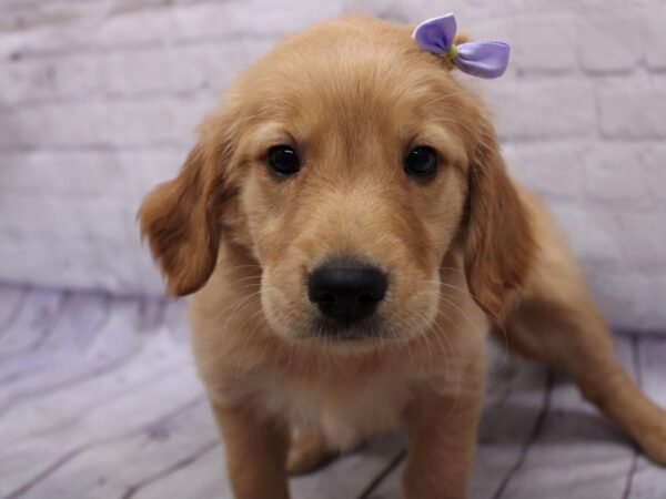 Golden Retriever DOG Female Golden 17344 Petland Wichita, Kansas