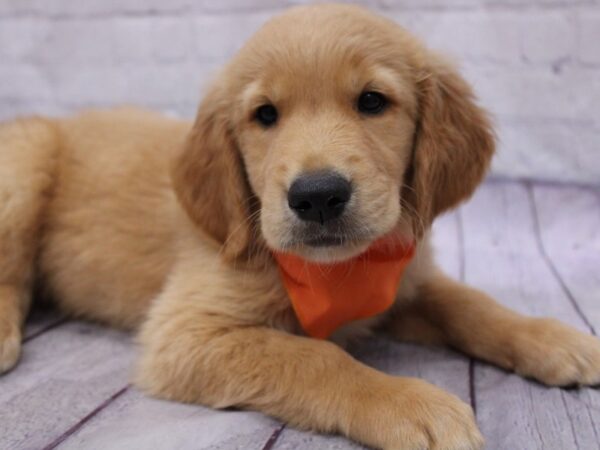 Golden Retriever DOG Male Golden 17343 Petland Wichita, Kansas