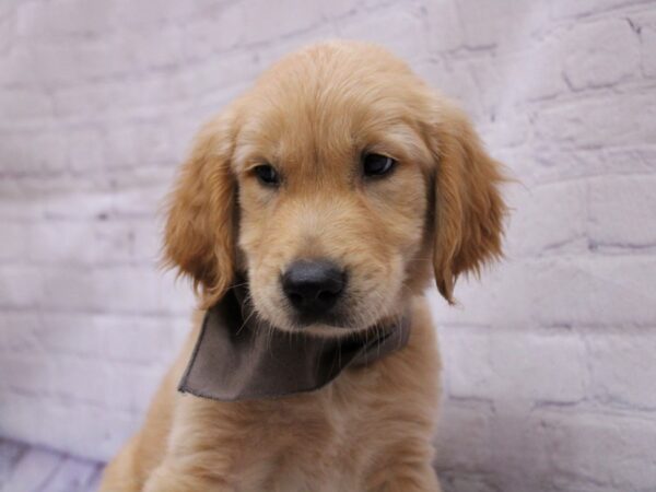 Golden Retriever Dog Male Golden 17341 Petland Wichita, Kansas