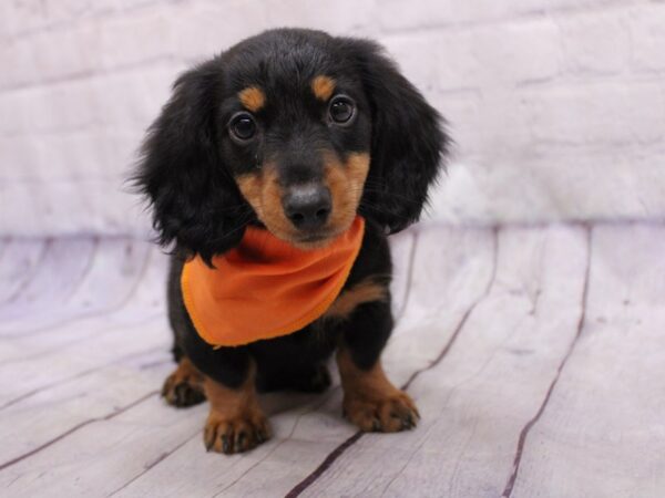 Miniature Dachshund-DOG-Male-Black & Tan-17330-Petland Wichita, Kansas