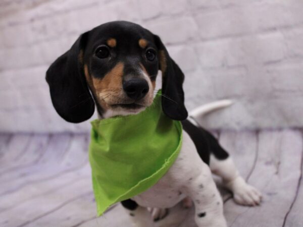 Miniature Dachshund-DOG-Male-Black, White & Tan Piebald-17317-Petland Wichita, Kansas