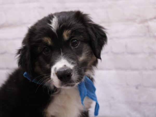 Miniature Australian Shepherd DOG Male Black Tri 17331 Petland Wichita, Kansas