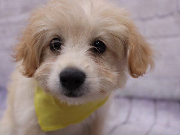 Mini EskiPoo DOG Female Gold 17339 Petland Wichita, Kansas