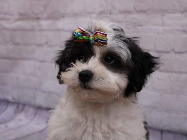 Lhasa Poo DOG Female Black & White Parti 17324 Petland Wichita, Kansas