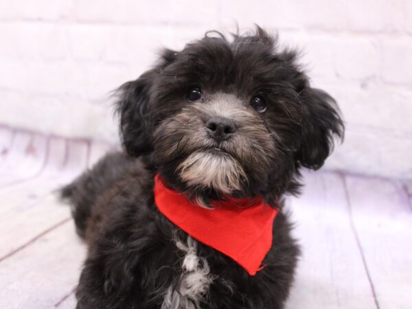 Lhasa Poo DOG Male Black & White 17323 Petland Wichita, Kansas