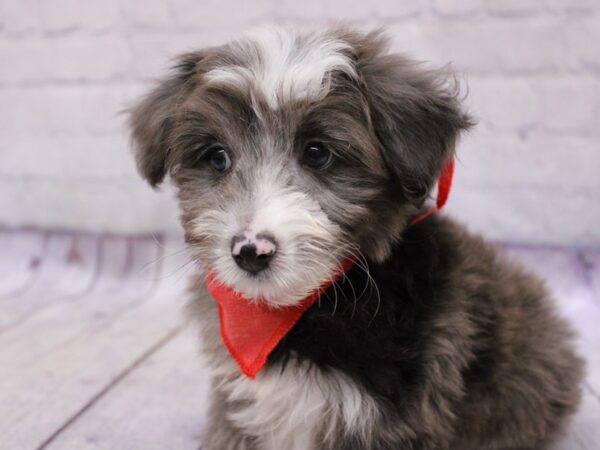 Mini Aussiedoodle Dog Male Blue Merle 17329 Petland Wichita, Kansas