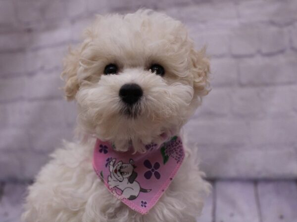 Toy Poodle DOG Female White 17328 Petland Wichita, Kansas