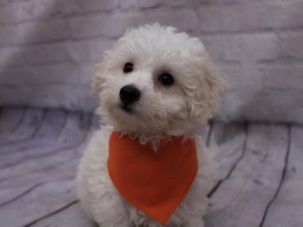 Toy Poodle DOG Male White 17327 Petland Wichita, Kansas