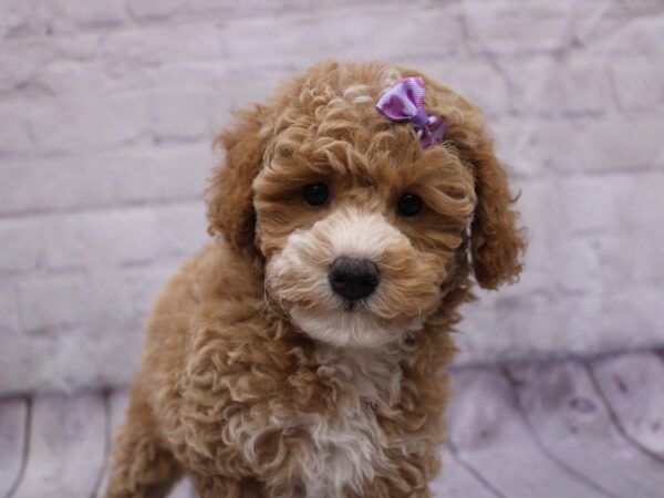 Miniature Poodle Dog Female Red Gold 17337 Petland Wichita, Kansas