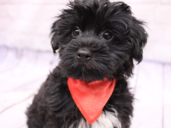 Yorkie Poo DOG Male Black w/ White 17326 Petland Wichita, Kansas