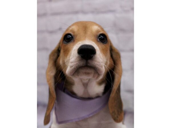 Beagle-Dog-Female-Black Tri-17359-Petland Wichita, Kansas