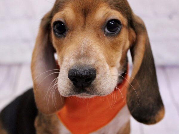 Beagle DOG Male Black Tri/ Red Ticking 17358 Petland Wichita, Kansas