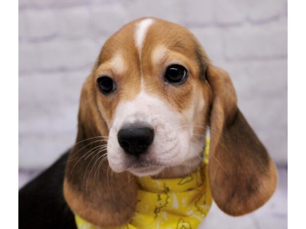 Beagle DOG Female Black Tri 17357 Petland Wichita, Kansas