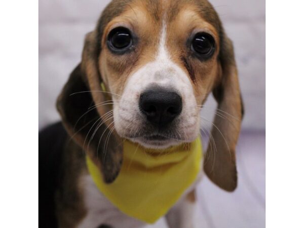 Beagle DOG Female Black Tri 17356 Petland Wichita, Kansas