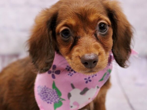 Miniature Dachshund-Dog-Female-Red Sable-17364-Petland Wichita, Kansas