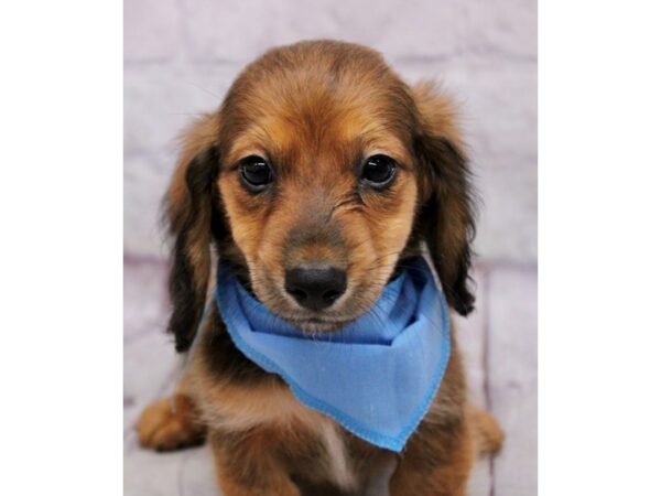 Miniature Dachshund-Dog-Male-Red Sable-17365-Petland Wichita, Kansas