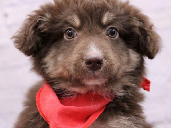 Miniature Australian Shepherd Dog Male Red Tri 17367 Petland Wichita, Kansas