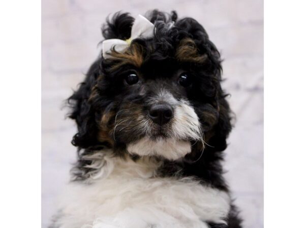 F1B Mini Bernedoodle-Dog-Female-Black Tri-17370-Petland Wichita, Kansas