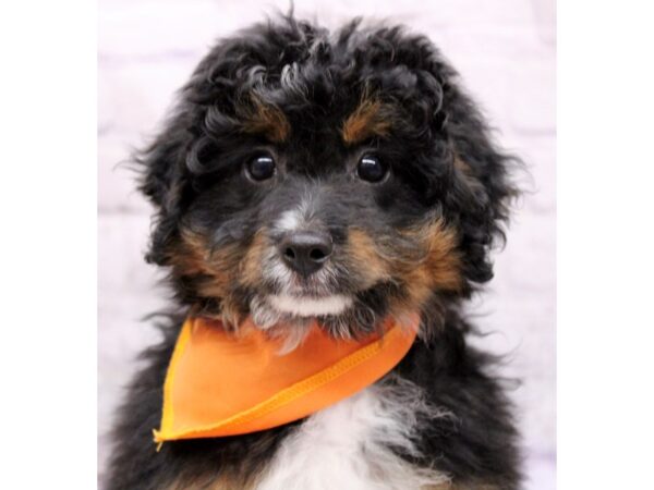 F1B Mini Bernedoodle-Dog-Male-Black Tri-17371-Petland Wichita, Kansas