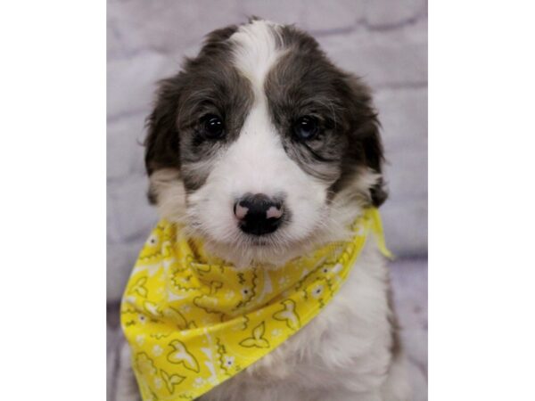 Aussiedoodle Dog Male Blue Merle Tuxedo 17374 Petland Wichita, Kansas