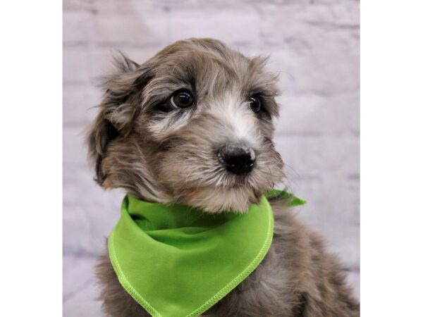 Aussiedoodle Dog Male Blue Merle 17375 Petland Wichita, Kansas