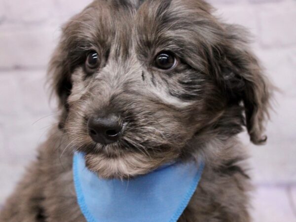 Aussiedoodle Dog Male Blue Merle 17376 Petland Wichita, Kansas