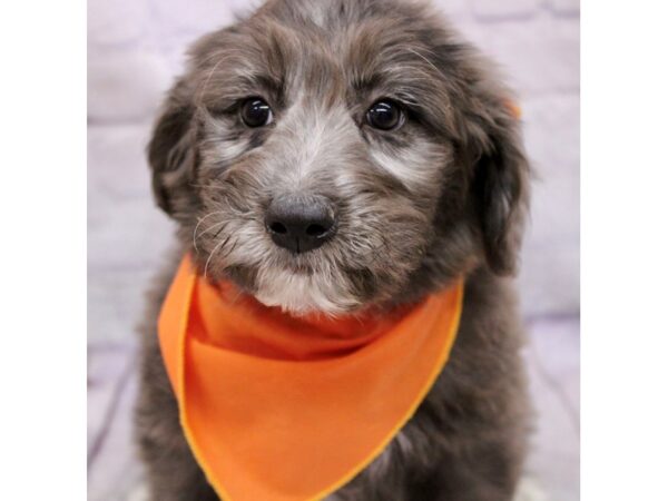 Aussiedoodle Dog Male Blue Merle 17377 Petland Wichita, Kansas