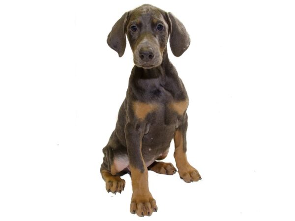 Doberman Pinscher-DOG-Female--8316-Petland Wichita, Kansas