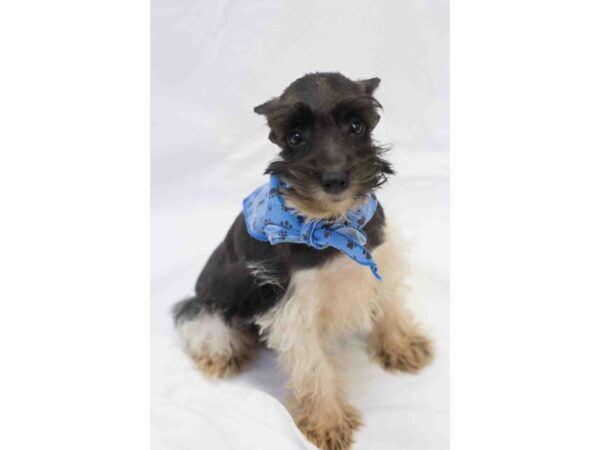 Miniature Schnauzer DOG Male Party 11592 Petland Wichita, Kansas