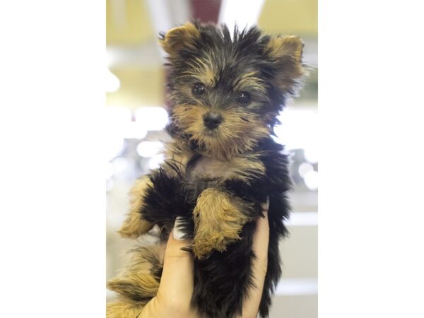 Yorkshire Terrier DOG Male Black and Tan 9100 Petland Wichita, Kansas