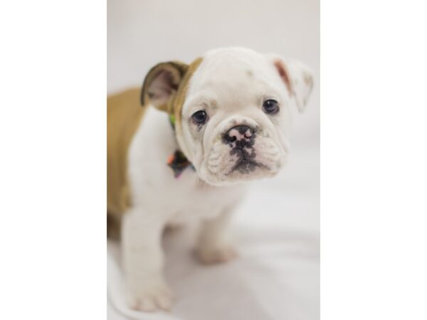 English Bulldog DOG Male Fawn and White 10944 Petland Wichita, Kansas