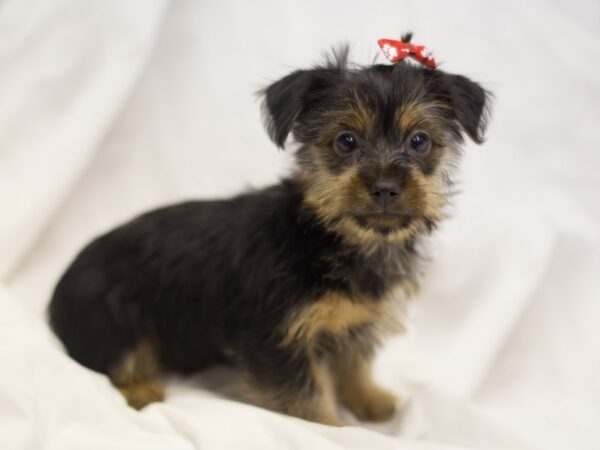 Silky Terrier DOG Female Black and Tan 10941 Petland Wichita, Kansas