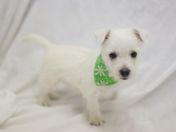 West Highland White Terrier DOG Male White 10930 Petland Wichita, Kansas