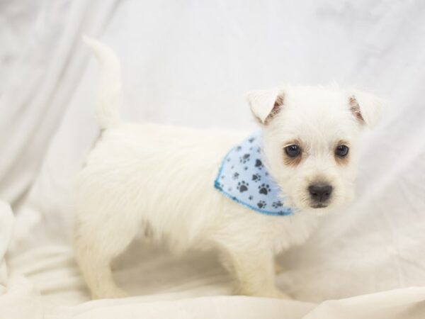 West Highland White Terrier DOG Male White 10929 Petland Wichita, Kansas