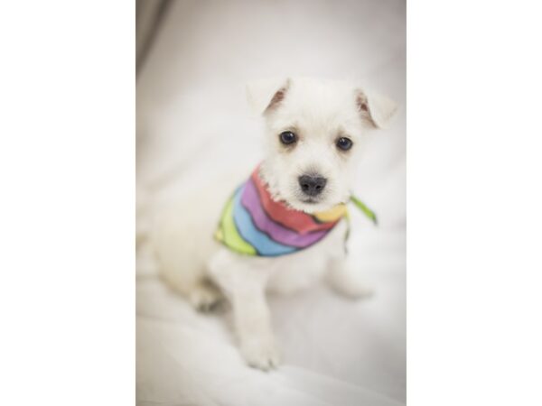 West Highland White Terrier DOG Male White 10927 Petland Wichita, Kansas