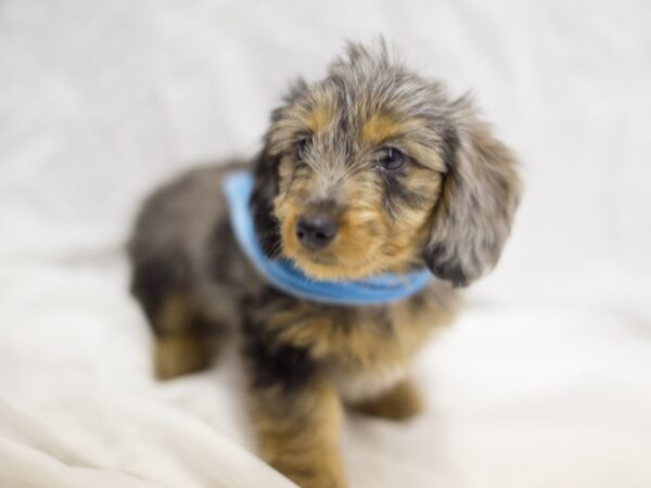 Miniature Dachshund DOG Male Dapple 10973 Petland Wichita, Kansas