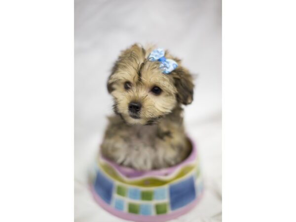 Yorkie Poo-DOG-Female-Sable-10983-Petland Wichita, Kansas