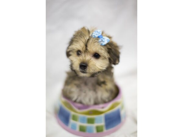 Yorkie Poo DOG Female Sable 10983 Petland Wichita, Kansas