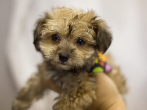 Yorkie Poo DOG Female Sable 10981 Petland Wichita, Kansas