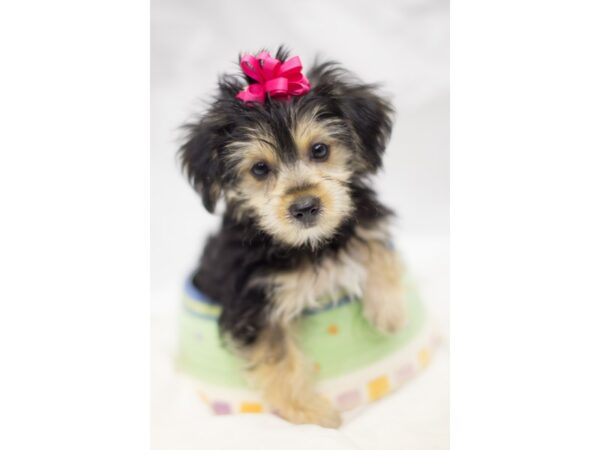 Yorkie Poo DOG Male Black and Tan 10980 Petland Wichita, Kansas