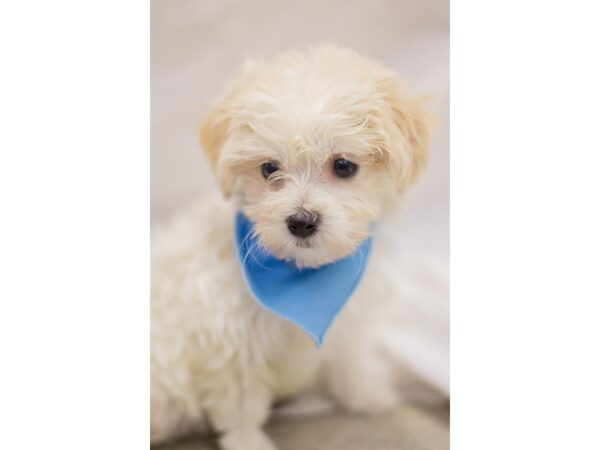 Toy MaltiPoo-DOG-Male-White-10976-Petland Wichita, Kansas