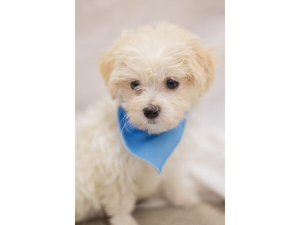 Toy MaltiPoo DOG Male White 10976 Petland Wichita, Kansas