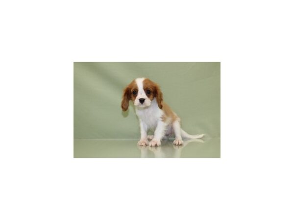 Cavalier King Charles Spaniel DOG Female Blenheim 11171 Petland Wichita, Kansas