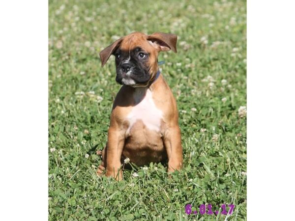 Boxer DOG Female Fawn 11040 Petland Wichita, Kansas