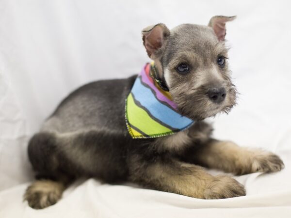 Miniature Schnauzer DOG Male Salt and Pepper 11045 Petland Wichita, Kansas