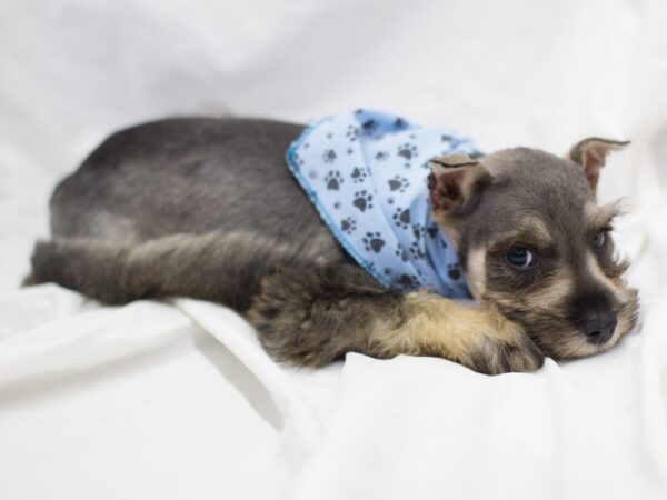 Miniature Schnauzer DOG Male Salt and Pepper 11043 Petland Wichita, Kansas