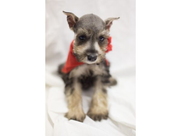 Miniature Schnauzer DOG Male Salt and Pepper 11046 Petland Wichita, Kansas